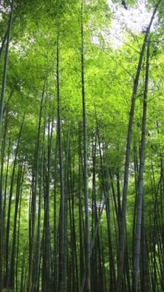 有关陆游名人名言