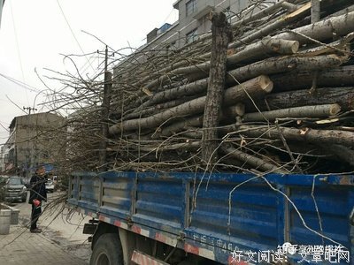 北方人已经被杨絮逼疯了！