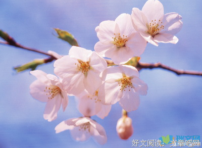她了主作士自地发路去坚强的优美句子