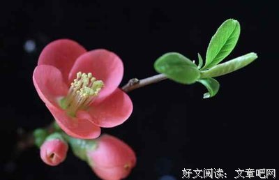 琥珀韶年好词好句