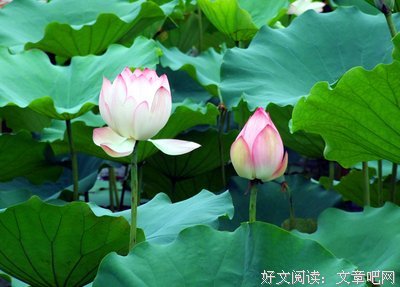 最新的夏风颜的名言