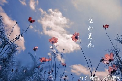 最新的《生如夏花》经典的句子