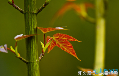 最新的《群山回唱》好段摘抄