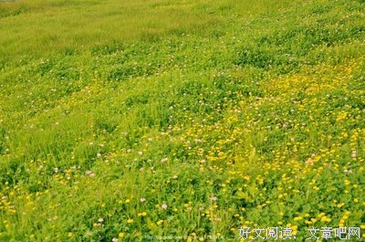 最经典的《花田半亩》经典句子大全
