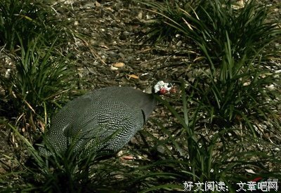 关于坤大的格言