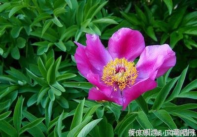 忧郁的心的句子
