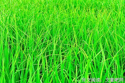 三水小草名言大全