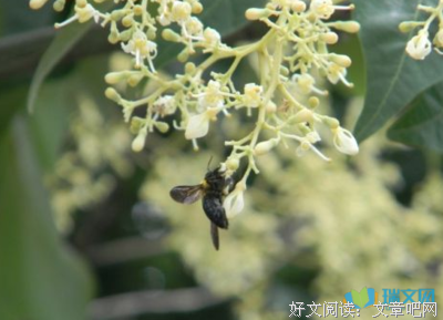 最经典的《梧桐那么伤》经典句子