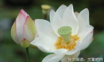 《孩子你慢慢来》名句欣赏