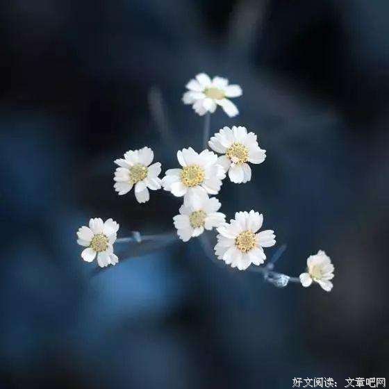 人生匆匆，何必风中流泪 