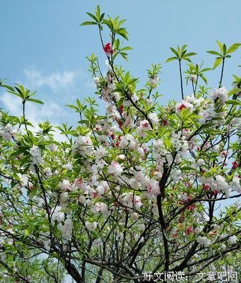 《陌上花开，可缓缓归矣。》的句子