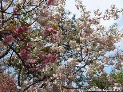 又逢花落名言大全
