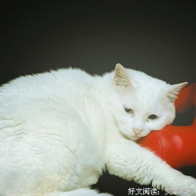 最新的西西东东名言