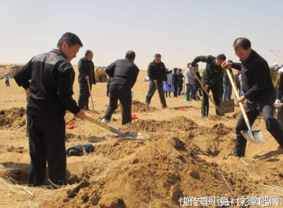 这么多年，你的城市也许都种错了树