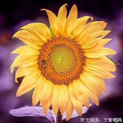 早睡是身体需求，熬夜是灵魂需求