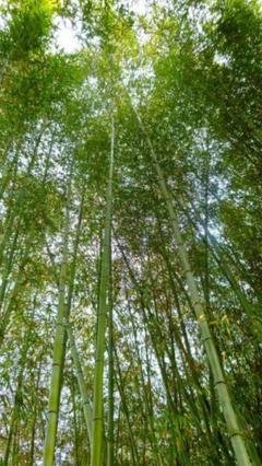 归燕的名句_关于归燕的名句