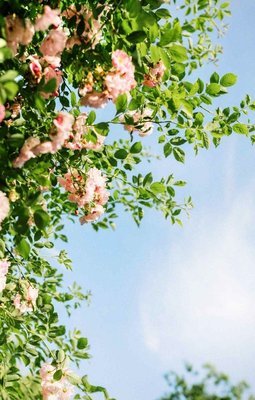 《倪寒》的句子