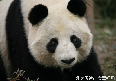 瘦骨嶙峋的语句摘抄_关于瘦骨嶙峋的语句