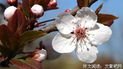 关于梅花树的语句