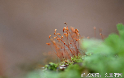 关于袁枚的格言