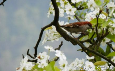 关于伤的句子