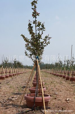 《春雪》语录摘抄大全