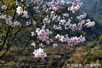 最新的《天涯客》经典语句大全