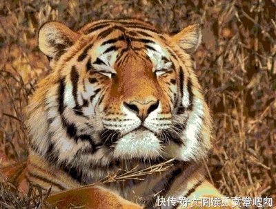 最经典的辰东名言