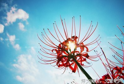 最新的《彼岸花》好段摘抄大全