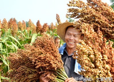 最全的《红高粱》好段摘抄