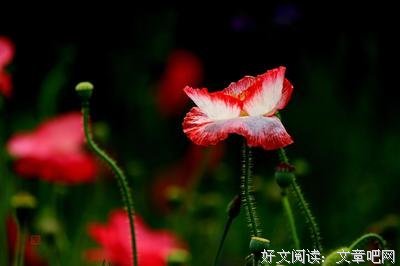 《虞美人》经典名句大全