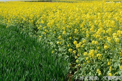 麦苗青青的优美句子
