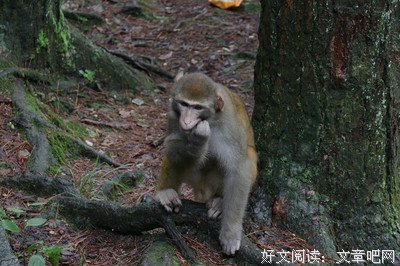偶遇佳句。经典名句