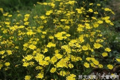 契诃夫的名言