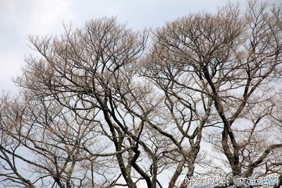 小岩井名人名言