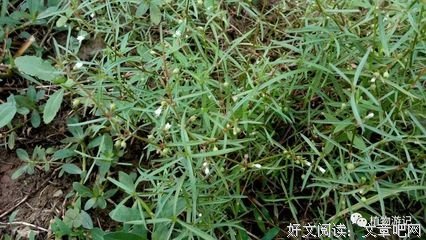 最全的《我的宝贝》好段摘抄大全