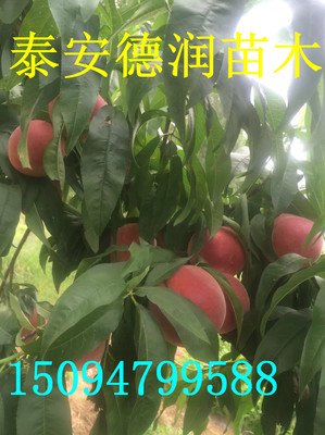 春晓的语句摘抄_关于春晓的语句