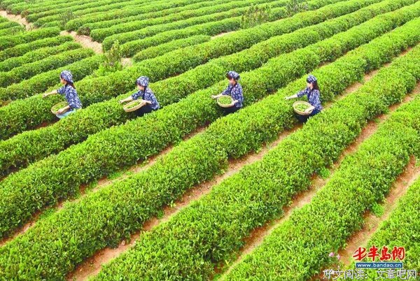 最经典的《沉香如屑》名句欣赏