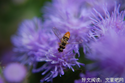 关于徐志摩的名言