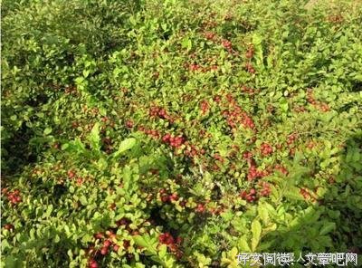 关于小玉的名句摘抄