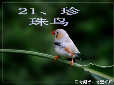 亦可珍珠亦可沙句子大全