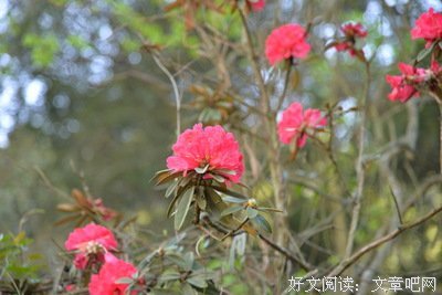 听松：马缨花
