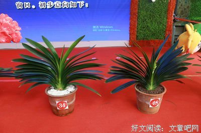 【小剧场】一株救命的君子兰