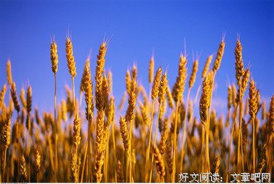 《麦田守望者》小说书摘