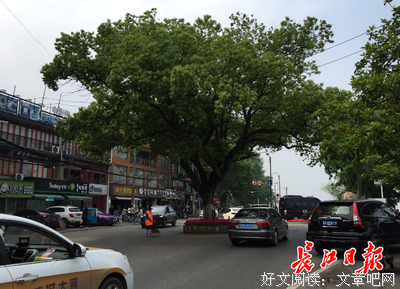 来东湖边，做一棵树