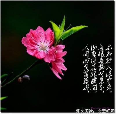 关于红了，桃花的句子