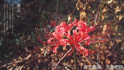 彼岸花的优美句子