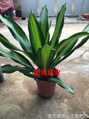 香龙血树名言