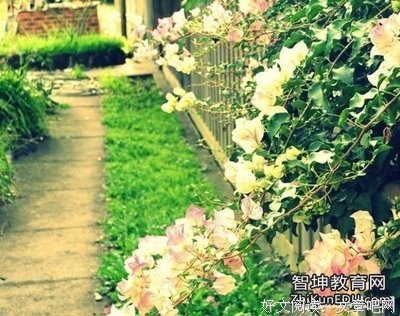 风情万种句子