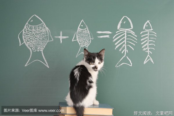 猫猫的学习
